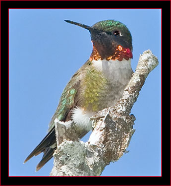 Ruby-throated Hummingbird