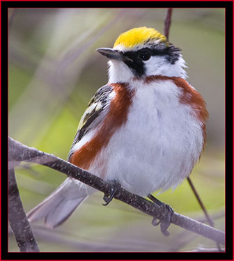 Chestnut-sided Warbler