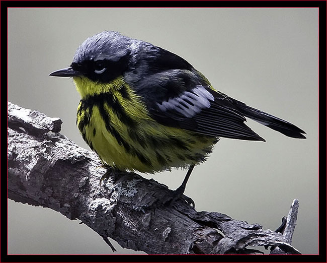 Magnolia Warbler