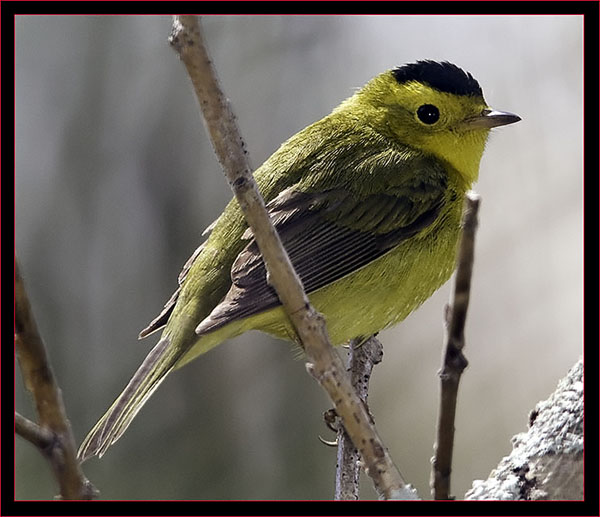 Wilson's Warbler