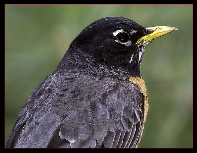 American Robin