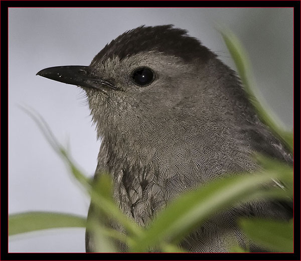 Gray Catbird