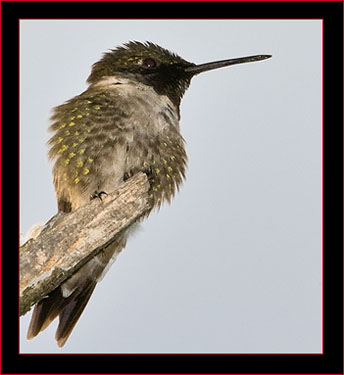 Ruby-throated Hummingbird