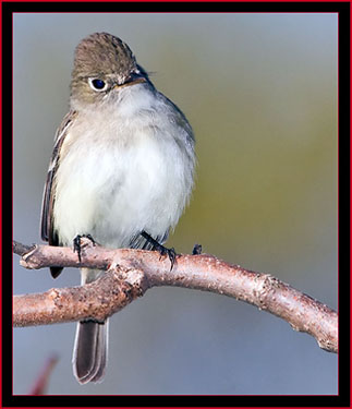 Least Flycatcher