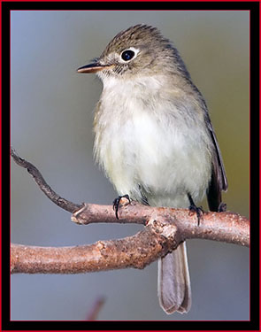 Least Flycatcher