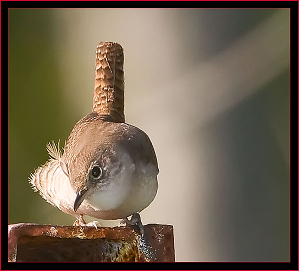 House Wren