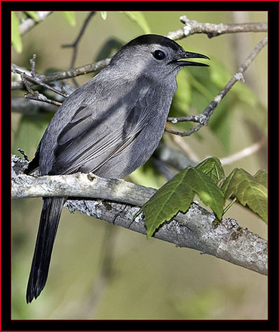 Gray Catbird