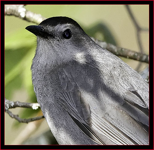 Gray Catbird