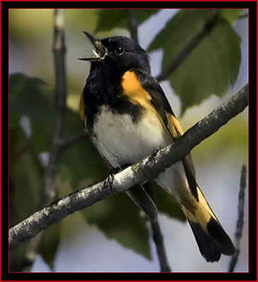 American Redstart