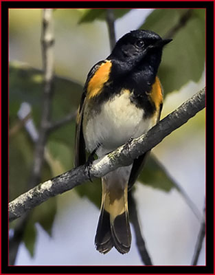 American Redstart