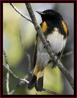 American Redstart