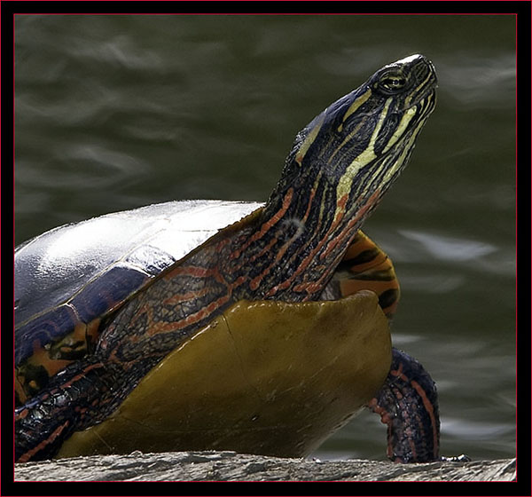 Eastern Painted Turtle