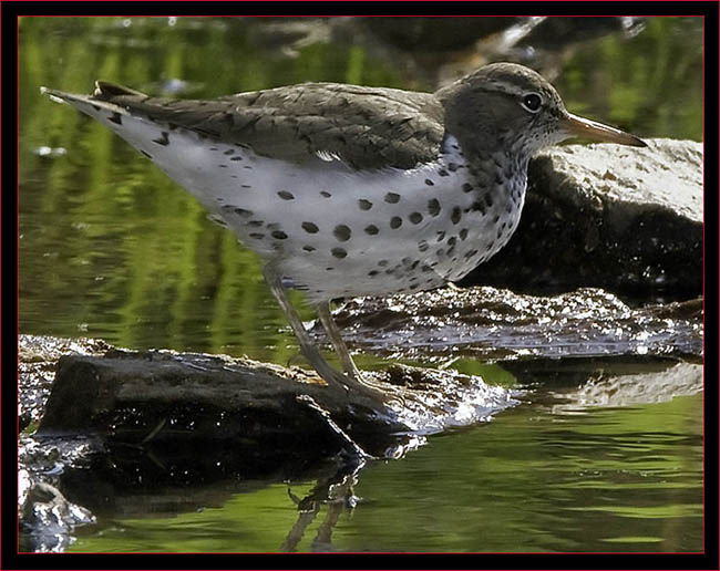 Spotted Sandpiper