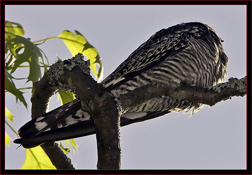 Common Nighthawk