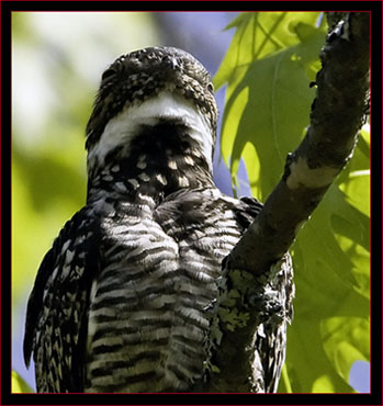 Common Nighthawk