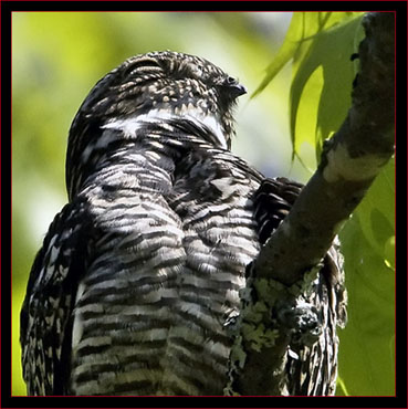 Common Nighthawk