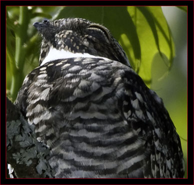 Common Nighthawk