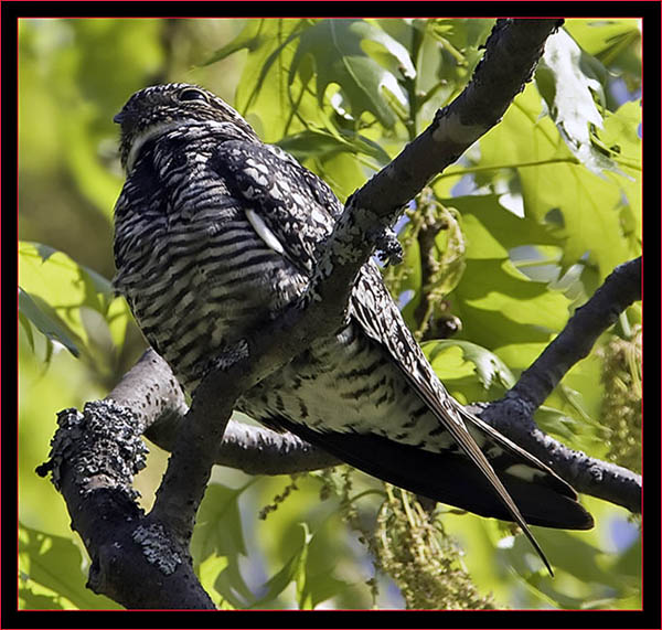 Common Nighthawk