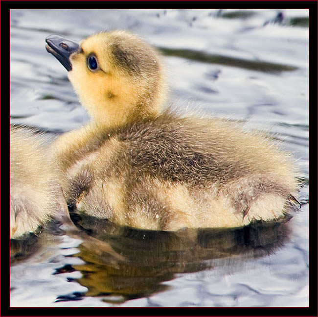 Canada Goose gosling