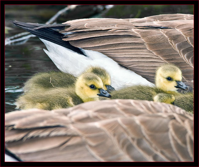 Gosling siblings