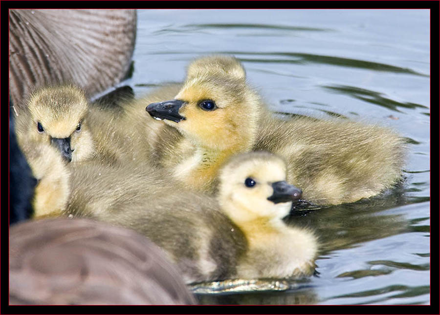 Canada Goose Goslings