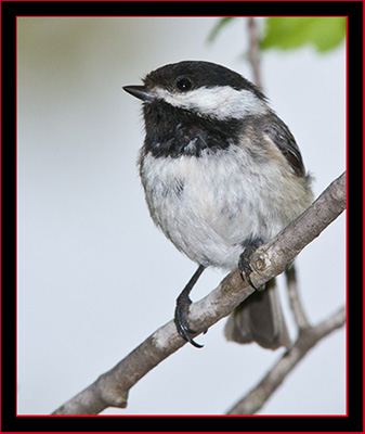 Black-capped Chickadee