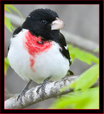 Rose-breasted Grosbeak