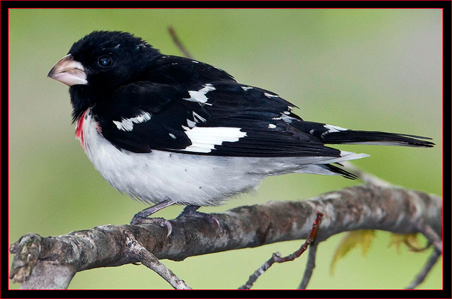 Rose-breasted Grosbeak