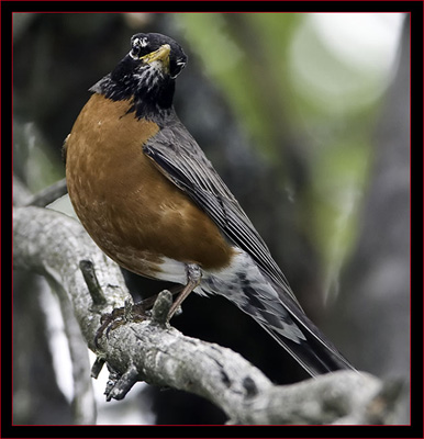 American Robin