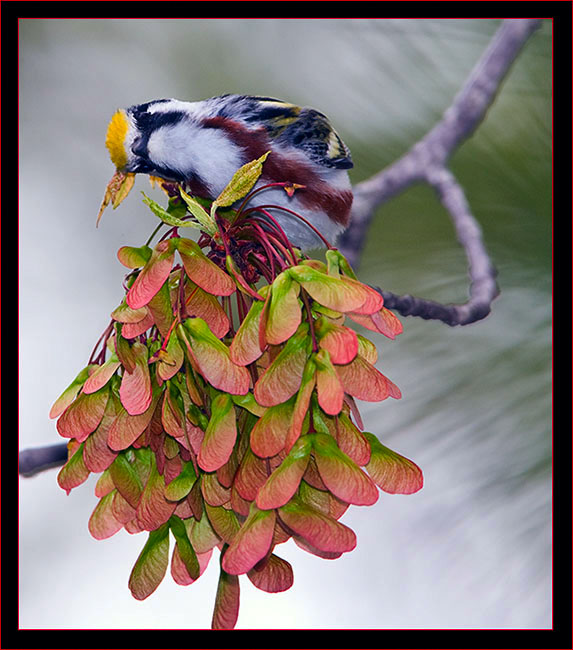 Chestnut-sided Warbler