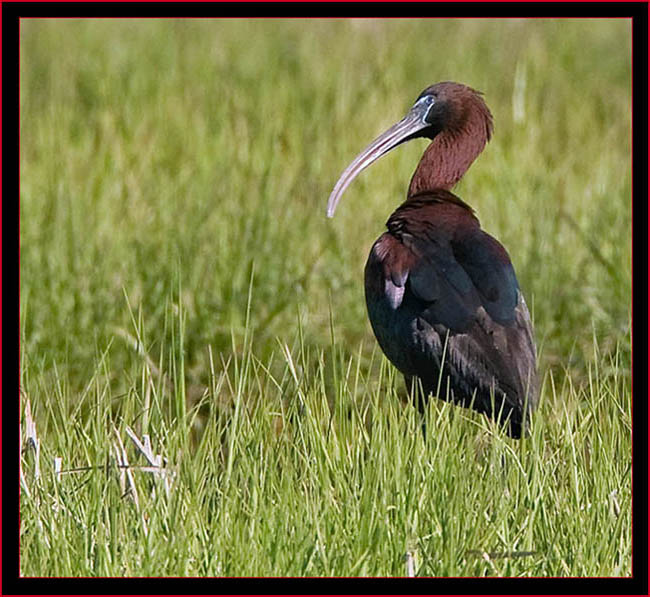 Glossy Ibis