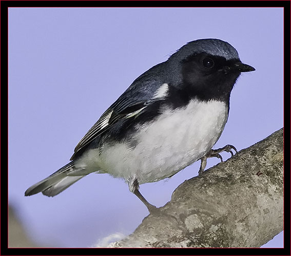Black-throated Blue Warbler - male