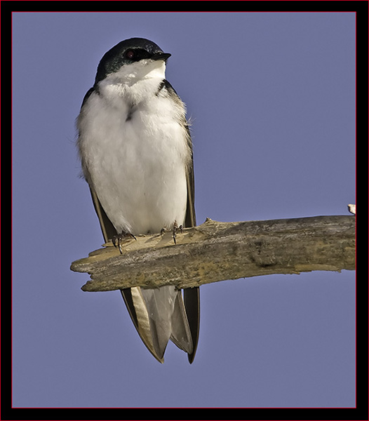 Tree Swallow