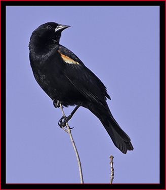 Red-winged Blackbird