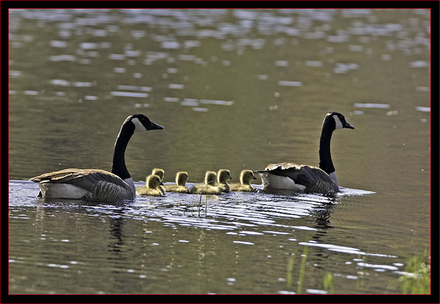 Canada Goose Family