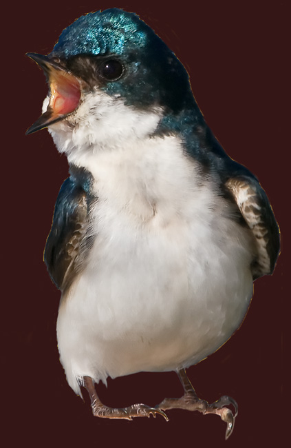 Tree Swallow