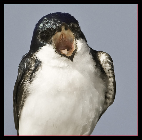 Tree Swallow