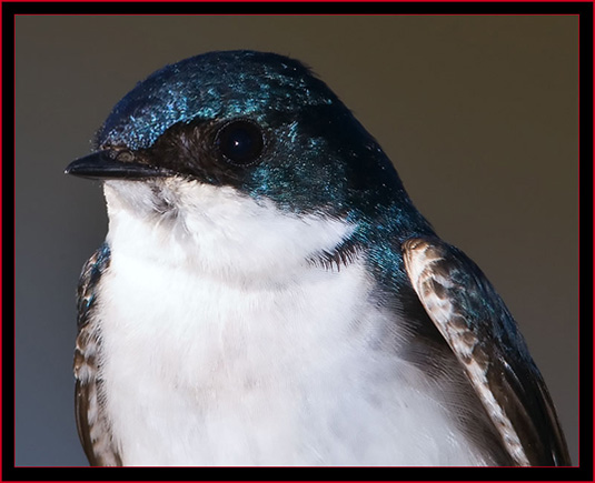 Tree Swallow