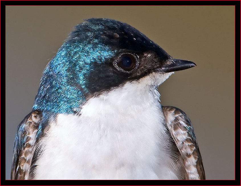 Tree Swallow