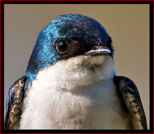 Tree Swallow