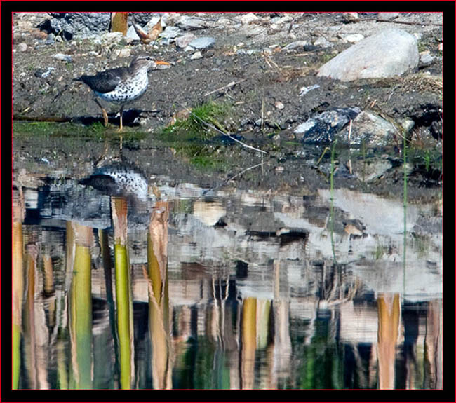 Spotted Sandpiper View