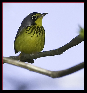 Canada Warbler