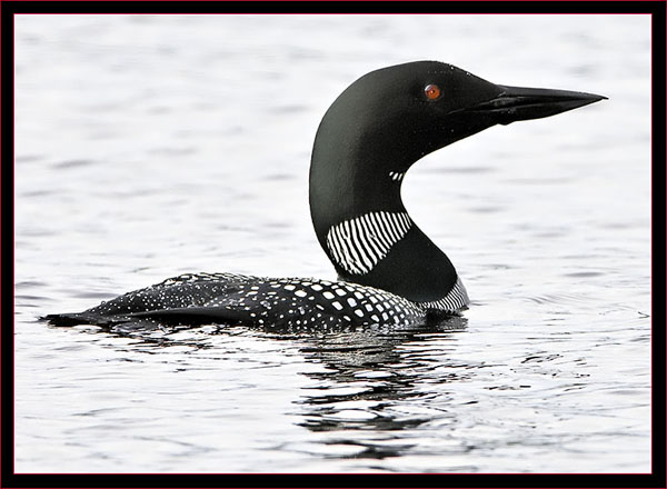 Common Loon