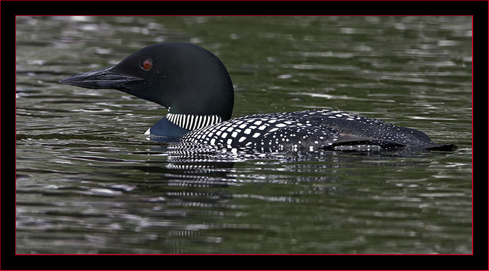 Common Loon in Breeding Plumage