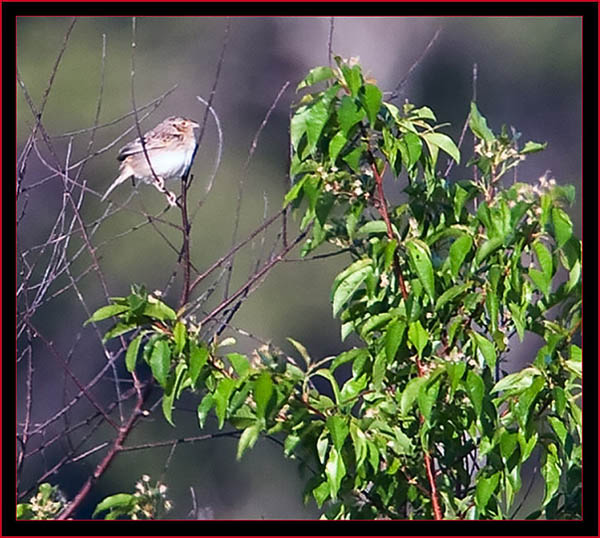 Distant Grasshopper Sparrow