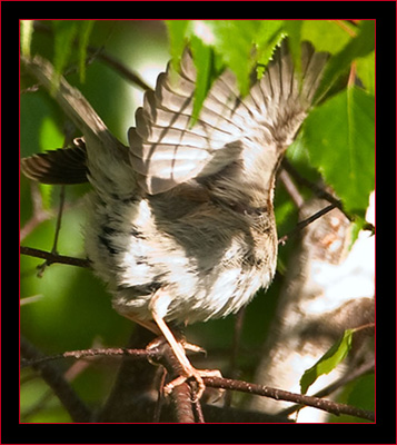 Vesper Sparrow