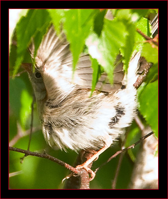 Vesper Sparrow