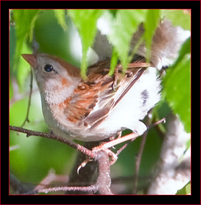 Vesper Sparrow