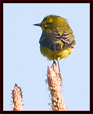 Prairie Warbler