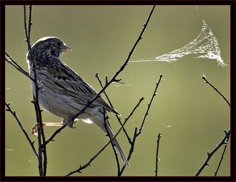 Vesper Sparrow